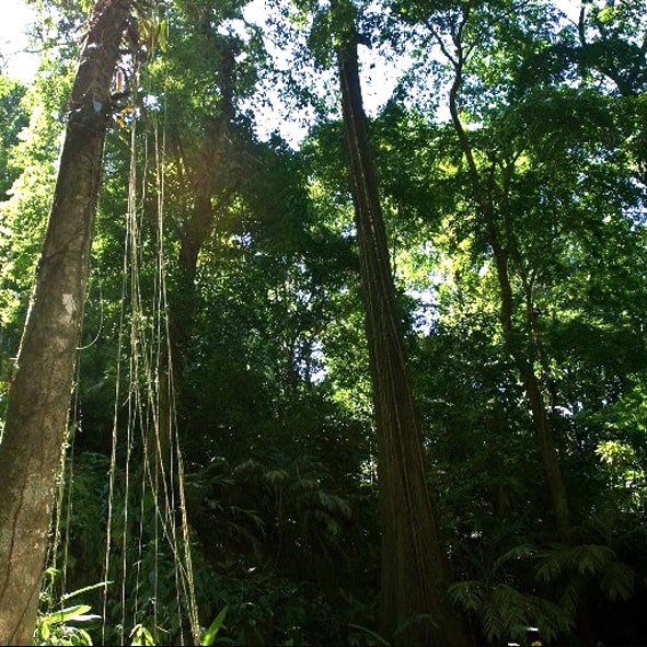 Acampar en la Selva de los Chimalapas – OAXACA, AVENTURA Y ECOTURISMO